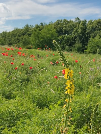 A vertical, medium-shot photograph captures a field of red poppies and green grass under a bright, partly cloudy blue sky. In the foreground, a tall stalk of yellow wildflowers is in sharp focus, its delicate blooms facing towards the left. To the right of the yellow flowers, another green stalk with closed buds is visible. The background is filled with a dense line of green trees. The overall scene is serene and natural.