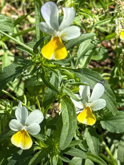 The image shows a close-up view of several small viola flowers with white upper petals and bright yellow lower petals, blooming amidst green foliage. One flower is prominently positioned in the upper center, while two others are visible in the lower half of the frame. The background consists of a blurred mix of green leaves, stems, and some soil, suggesting an outdoor, natural setting. The lighting indicates it is daytime, with sunlight illuminating the flowers. The scene is devoid of people or any artificial structures, focusing entirely on the botanical elements. The location is specified as Korobivka, Ukraine.