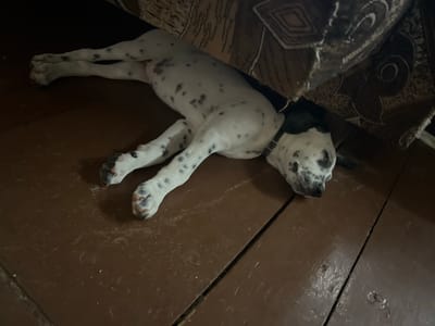 A Dalmatian puppy lies on its side on a dark wooden floor, partially covered by a patterned fabric, possibly a blanket or rug. The puppy's fur is white with numerous black spots. Its front legs are extended forward, and its hind legs are bent. The puppy's head rests on the floor, with its eyes closed, suggesting it is sleeping or resting. The floor appears worn and dusty, with some visible debris. The fabric above is textured with geometric patterns in shades of brown and beige. The scene is indoors, likely in a residential setting in Bucovăț, Moldova.
