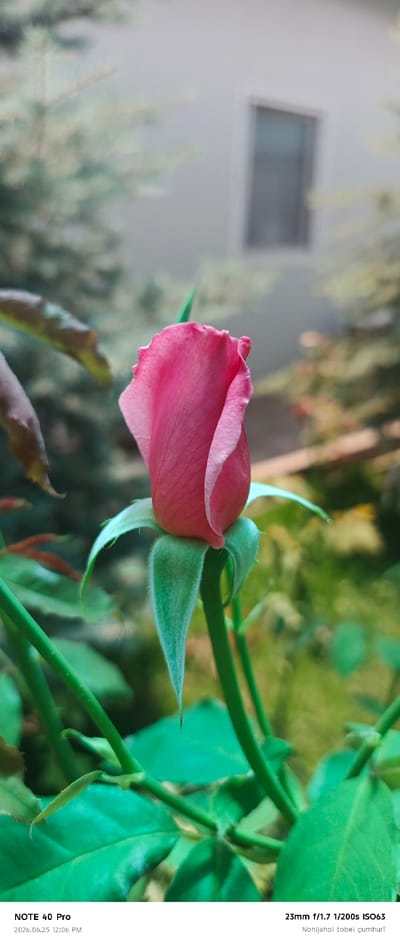 This close-up photograph features a single, unopened pink rosebud, its petals tightly furled and tinged with lighter pink at the edges. The rose is centrally positioned against a softly blurred background of green foliage and what appears to be a light-colored building with a window. The lighting suggests it is daytime, possibly morning or late afternoon due to the soft quality of light.

The focus is sharp on the rosebud and its fuzzy green sepals, highlighting the delicate texture and vibrant color of the flower. The stem and surrounding leaves are also in sharp focus, appearing lush and green. The background is significantly out of focus, creating a bokeh effect that isolates the rose and draws the viewer's attention to its beauty.

Visible text at the bottom of the image indicates the device used to take the photo, "NOTE 40 Pro," and the date and time, "2026.06.25 12:06 PM." Further technical details of the shot are also present: "23mm f/1.7 1/200s ISO63." The final line of text, "Nohijahoi tobei çumhurī," is in a language other than English and its meaning is not immediately clear within the context of the image itself.

The overall impression is one of tranquility and natural beauty, with the rosebud symbolizing potential and delicate growth. The shallow depth of field emphasizes the subject, making it the undisputed focal point of the composition.
