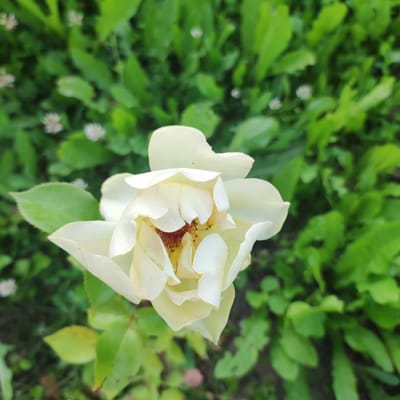 This is a close-up, top-down view of a pale yellow rose bloom set against a blurred background of lush green foliage. The rose is in the foreground, its petals gently unfurling to reveal the intricate stamen in the center, which appears reddish-brown. Some of the outer petals have slightly curled edges, and the overall impression is one of delicate beauty. The green leaves surrounding the rose are varied in shape and size, suggesting a natural garden setting. There are also a few small, indistinct white flowers scattered in the background, adding to the garden feel. The lighting appears natural, possibly indicating daytime. The image is an outdoor shot, likely taken in a garden in Kineshma, Russia, given the context. No text is visible in the image.
