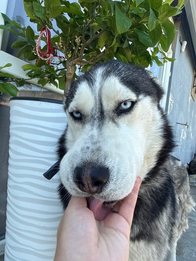 A husky with striking blue eyes is being petted on the chin by a human hand. The dog's tongue is sticking out slightly. Behind the dog, a potted plant with green leaves and a red and white braided decoration is visible. To the left of the plant is a tall, cylindrical planter with a wavy white pattern. The background shows a light-colored wall. The image appears to be taken outdoors, likely in a residential or garden setting, possibly in Brestovets, Bulgaria, given the context.