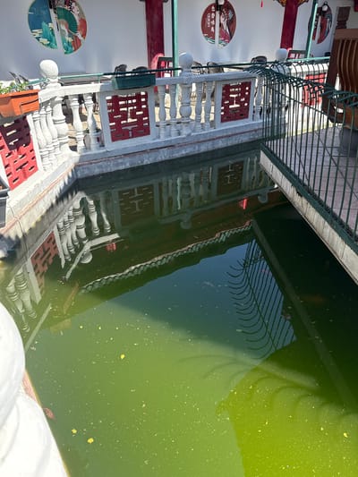 The image depicts an algae-filled pond adjacent to a building adorned with ornate, white balustrades and red lattice decorations. The pond reflects the building's architecture and a metal fence that runs along its edge. Circular decals featuring depictions of Asian women are visible on the building's wall. The location is likely in Hainburg an der Donau, Austria, based on contextual information.