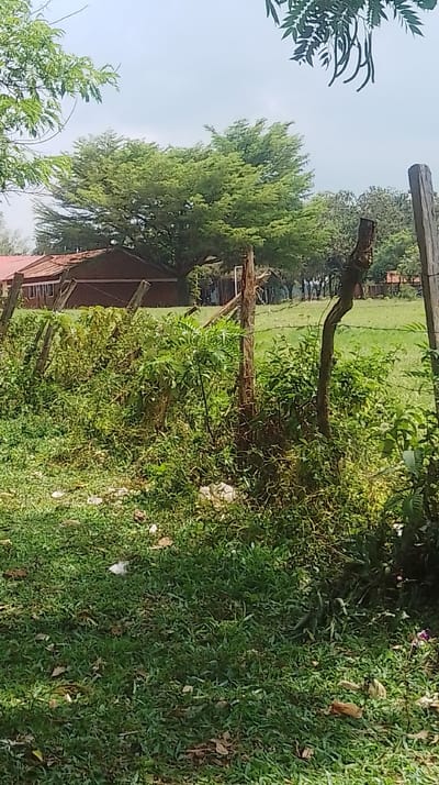 An outdoor scene in Siaya Township ward, Kenya, is depicted under an overcast or hazy sky. In the immediate foreground, a weathered, rudimentary fence composed of wooden posts and barbed or plain wire is partially obscured by dense green undergrowth, weeds, and scattered litter, including a white plastic item on the ground. Beyond this fence, a manicured green field or lawn extends towards a series of reddish-brown single-story buildings with corrugated metal roofs on the left. A prominent large tree with a dense, light green canopy is centered in the midground, with additional trees forming a distant treeline. A dark green branch with elongated seed pods hangs into the frame from the upper right. No individuals or active subjects are visible.