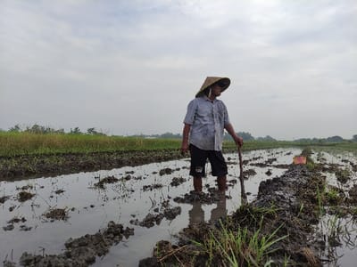 An outdoor, wide shot captures a farmer standing in a flooded and muddy rice paddy field under an overcast sky in Wonoayu, Indonesia.
The primary subject is an adult male, likely a farmer, positioned slightly to the left of the frame's center. He wears a light-colored, possibly grey or light blue, short-sleeved button-up shirt, dark shorts, and a traditional conical straw hat (caping). His bare feet are immersed in the shallow water and mud of the paddy field. He holds a long wooden stick or tool, resting its lower end in the ground, and gazes contemplatively towards the right side of the frame.
The setting is an active agricultural area. The field shows signs of recent tilling or preparation for planting, with irregular clumps of dark mud interspersed with reflective water and sparse stubble. A raised earthen pathway or dividing line runs through the field from the foreground to the mid-ground, to the right of the farmer. A small, bright pink plastic container or basket sits on this earthen mound in the mid-ground. In the distance, a band of green vegetation and trees stretches across the horizon.
The sky is uniformly light grey and overcast, suggesting a cloudy day, likely late morning or early afternoon, given the diffused lighting. The scene conveys a sense of rural life and agricultural labor, with the farmer surveying his land. There is no visible text in the image.
