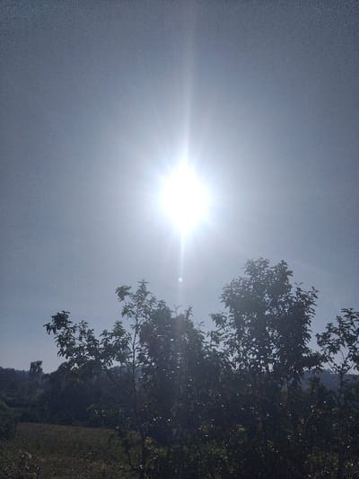 The sun shines brightly in a light blue sky. The landscape has a mountain in the background and a leafy tree on the right side of the picture. The tree is tall, green, and full, with branches that reach towards the sun. The earth beneath the tree is brown.