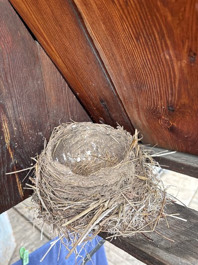 The image shows an empty bird's nest constructed from twigs and mud, nestled under the wooden eaves of a structure. The nest is located outdoors. The background consists of weathered wooden beams and planks, suggesting an exterior setting, possibly a shed, porch, or roof overhang. The overall scene is static and there are no people or animals present. The lighting indicates it is daytime.