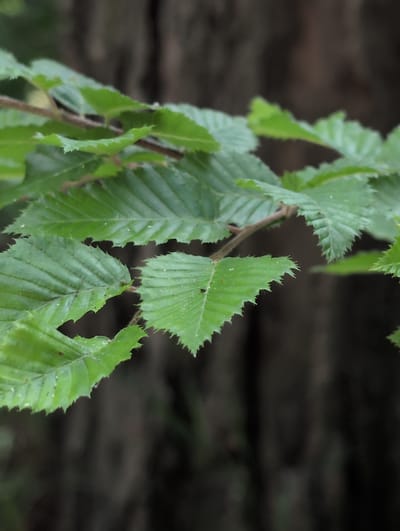 This is a close-up, shallow depth-of-field photograph of green leaves on a tree branch. The leaves are serrated along the edges and have prominent veins. The background is out of focus, showing the dark, textured bark of a tree trunk. The lighting suggests an overcast or shaded environment. The image was taken in Dzhankhot, Russia, though no specific details of the city are visible, only the natural flora.