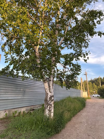 A mature birch tree with a white, textured trunk and green leaves stands in the foreground on the left side of the image. The tree is positioned beside a long, grey, corrugated metal fence. To the right of the tree and fence, a dirt road curves away into the distance. Tall green grass grows along the edge of the road and the base of the fence. In the background, there are utility poles with wires, a dense forest, and a white car is parked on the right side of the road. The sky is blue with scattered white clouds. The scene appears to be in an outdoor, semi-rural setting, possibly on the outskirts of Chigiri, Russia, given the presence of utility infrastructure and the type of vegetation. There are no people visible in the image.