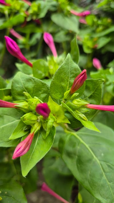 The image is a close-up shot of pink four o'clock flowers and their green leaves, taken outdoors in a garden. The flowers are in various stages of bloom, with some buds tightly closed and others beginning to unfurl. The leaves are a vibrant green, with visible veins. The background is a blur of more foliage, suggesting a dense planting. The lighting is natural, and the focus is sharp on the flowers and leaves in the foreground. The scene appears to be in the city of Doirentsi, Bulgaria, within a natural environment. There are no people or animals visible in the image.