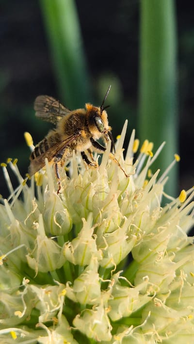 A bee is perched on a cluster of pale green and white flowers, its body angled towards the bloom. The bee is fuzzy and brown with black stripes on its abdomen and has intricate wings. The flowers are small and delicate, with many individual florets making up a larger spherical cluster. Some of the florets have thin, thread-like stamens extending outwards, tipped with yellow pollen. The background is softly blurred, with streaks of green suggesting foliage and a dark, indistinct area. The lighting appears to be natural daylight, possibly late morning or early afternoon, casting subtle highlights on the bee's features and the flower petals. The scene captures a moment of nature, with the bee actively engaged in pollination. The location context of Bulatovo, Russia, places this image in a natural or garden setting within that region. There is no visible text in the image.
