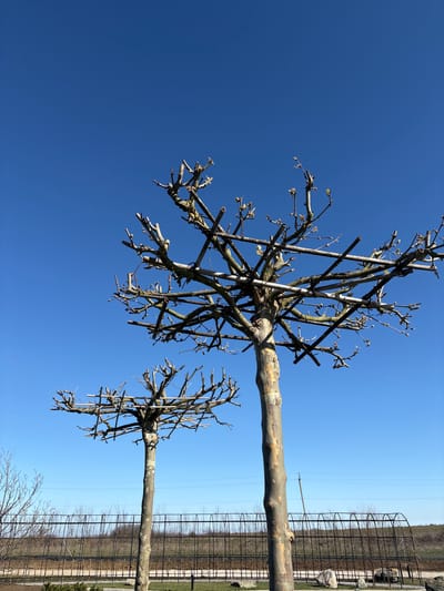 The scene, located in Зеленогорское сельское поселение, Ukraine, presents an outdoor view under a clear, bright blue sky. Two deciduous trees, likely plane trees given their mottled bark, dominate the midground. Both trees exhibit a distinct pollarded or espaliered form, with their bare branch structures supported by a visible lattice of light-colored rods. Small, light-colored buds are present on the branches. In the mid-distance, a dark metal fence with arched sections runs horizontally, separating a landscaped area from a sparsely vegetated, brownish terrain. A slender utility pole with horizontal overhead lines is faintly visible beyond the fence. The immediate foreground shows a patch of green ground cover and scattered light-colored rocks. No human subjects or active interactions are depicted.