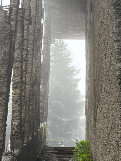 The image depicts the dilapidated interior of a structure, likely a monument or a large building, in Tkibuli, Georgia. The foreground is dominated by rough-textured, concrete columns that show signs of decay, with exposed rebar and patches of moss. Between these columns, a misty view of a lush green pine tree is visible, suggesting an outdoor environment shrouded in fog or mist. The ground level appears to be a set of rough stairs, also made of concrete and showing signs of disrepair. Small green plants are growing on the lower steps and near the base of the rightmost column. The overall impression is one of abandonment and natural reclamation. There are no people or animals present in the image.