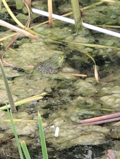 A small, mottled green and brown frog is visible in the center of the frame, partially submerged in green, algae-covered water. The frog is facing right, its head and front legs slightly raised. Surrounding the frog are various blades of grass and reeds, some of which are submerged in the murky water. A thin, white object, possibly a twig or a piece of debris, runs horizontally across the upper portion of the image. Another reddish-brown object, similar in appearance to a twig, is visible in the lower right corner. The overall environment appears to be a natural, aquatic setting, possibly a pond or marsh, in the city of Zayamanawski sel'ski Savec, Belarus.