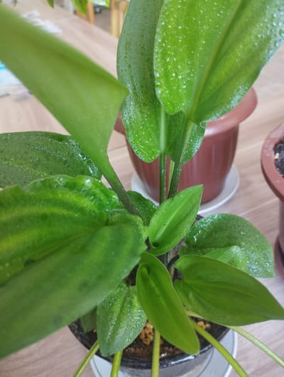 This is a close-up, eye-level, indoor photograph of a potted plant with green, waxy leaves, some of which are covered in small water droplets. The plant is in a dark pot, which sits on a white saucer. The background consists of a wooden surface and two other brown pots, one partially visible on the right and another larger one behind the plant on the left. The overall lighting is natural and diffused. The image is sharp and in focus on the plant. The location of Zarafshan, Uzbekistan is not discernible from the image.