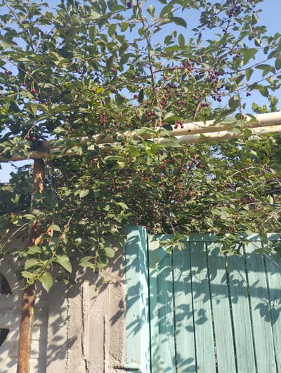 In the city of Kyzyltog (Krasnogorsk), Uzbekistan, a close-up, vertical, eye-level shot captures a cherry tree laden with ripe, dark red cherries. The branches, densely packed with green leaves, extend over a weathered, light blue wooden fence. The fence is constructed from vertical planks. To the left of the fence, a rough, gray concrete structure is visible, showing vertical indentations. A rusty metal pole, likely part of a fence or support, stands in front of the concrete. The scene is bathed in natural sunlight, casting distinct shadows from the tree's leaves onto the concrete and fence. The sky, a clear light blue, is visible through the tree canopy. There are no people or animals in the image.