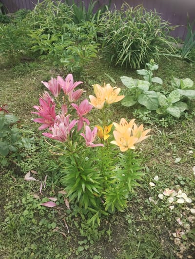 The image depicts a garden scene in Bilany, Ukraine, featuring a cluster of lilies in bloom. There are pink and yellow lilies, with some fallen petals scattered on the ground. Lush green foliage and grass surround the flowers. A wooden fence is visible in the background. The lighting suggests it is daytime. No people or animals are present.