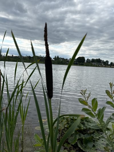 The image depicts a close-up view of a cattail stalk in the foreground, with its dark brown, cylindrical seed head prominently displayed. Several long, green leaves of the cattail and other aquatic plants surround it. The background reveals a calm body of water with gentle ripples, reflecting the overcast sky filled with heavy, gray clouds. Across the water, a tree line dotted with buildings can be seen on the distant shore. The scene appears to be a natural setting, possibly a lake or pond within or near the city of Kirzinė, Lithuania, based on the provided context. No people or animals are visible in the image. The lighting suggests an overcast day, likely in the late afternoon or early morning given the subdued light.