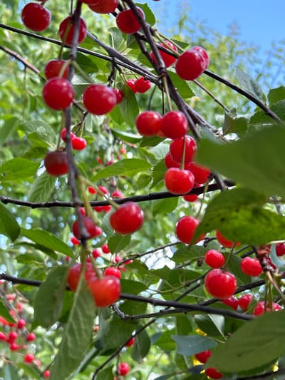 A close-up, eye-level shot captures a cluster of ripe, red cherries hanging from branches on a tree. The cherries are round and glossy, with some appearing slightly translucent. They are attached to thin stems, and some are grouped together in small bunches. The background is a blur of green foliage and a bright blue sky, suggesting an outdoor setting on a sunny day. The image appears to be taken in an orchard or a garden. The specific location, Парыцкі сельскі Савет, Belarus, indicates a rural area within the country.