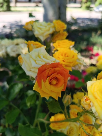 A close-up, eye-level shot showcases a cluster of yellow and orange roses, with a focus on a single rose in the foreground that is predominantly orange with yellow accents. The background is softly blurred, revealing more yellow roses, green foliage, and hints of a street or pathway with trees and structures, suggesting an outdoor urban setting like the city of Dnestrovsk, Moldova. The lighting indicates it is daytime, with natural sunlight illuminating the flowers.