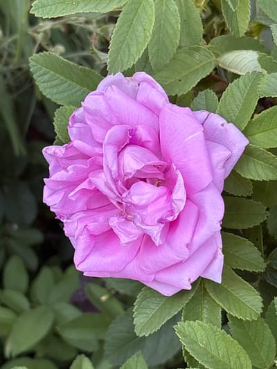 A close-up, high-angle shot showcases a pink rose bloom surrounded by green foliage. The rose, predominantly in the center of the frame, exhibits multiple layers of ruffled petals, with some appearing slightly wilted or creased. The color of the rose ranges from a light lavender to a deeper magenta, with some lighter streaks and darker veins visible on the petals. The surrounding leaves are a vibrant green, with serrated edges and visible veins. The background is a blur of darker green, suggesting a garden or natural setting. The image is sharply focused on the rose, with the foliage providing a soft, blurred backdrop. There are no people or animals present in the scene. The location is identified as Ворошиловка, Kazakhstan.