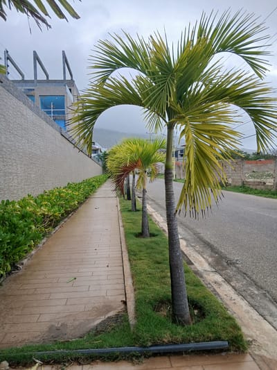 The image captures a street scene in Aricagua, Venezuela, featuring a paved sidewalk lined with lush green bushes and several palm trees. The sidewalk, constructed of rectangular tan tiles, appears damp, suggesting recent rain. To the left of the sidewalk, a light-colored textured wall rises, topped with a fence and a modern building under construction. The building is characterized by exposed concrete structures and large glass windows. On the right side of the sidewalk, a paved road runs parallel, bordered by a strip of grass where the palm trees are planted. In the background, a mountain range is visible through a hazy sky, and other residential structures and unfinished buildings can be seen. The scene is devoid of any people or visible activity.
