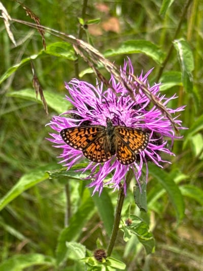 This media file captures a close-up view of a butterfly perched on a purple flower. The butterfly, with its distinctive orange and black patterned wings, is the central subject. It is resting on the delicate, spiky petals of the flower, which appears to be a thistle or a similar bloom. The background is a soft blur of green foliage, suggesting a natural outdoor setting, likely a meadow or a garden. The lighting indicates it could be daytime, with the sun illuminating the scene and highlighting the vibrant colors of the butterfly and flower. There are also hints of brown, dried plant stalks in the foreground and throughout the image, adding texture and context to the wild environment. The overall impression is one of tranquility and the simple beauty of nature. The location is specified as Pribylovo, Russia. No people or text are visible in the image.