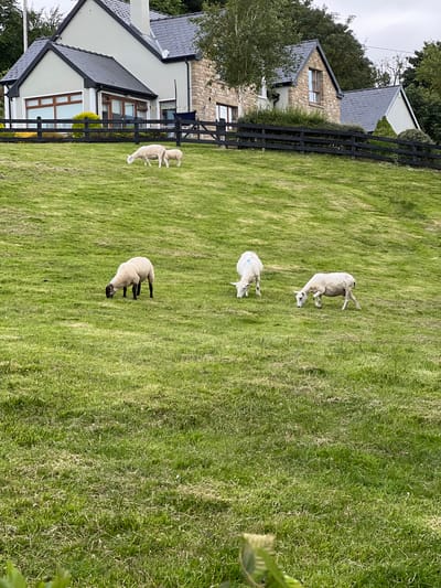 The image shows a grassy field with several sheep grazing. The field is bordered by a black wooden fence. In the background, there is a house with a stone facade and a dark roof. Trees are visible behind the house.
The sheep are of various sizes and colors, with some appearing white and others a darker shade. One sheep in the foreground has a dark face and legs. Some of the sheep have blue markings on their backs, possibly indicating they have been treated or identified.
The scene appears to be set in a rural location, likely in Ireland given the provided location context. The lighting suggests it is daytime, and the overcast sky indicates possibly cloudy weather. The overall mood is peaceful, with the sheep calmly grazing in the field. There is no visible text in the image.