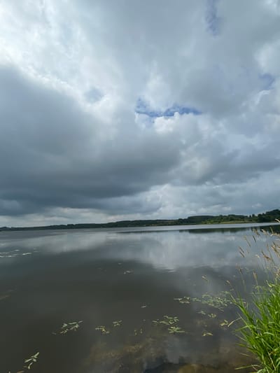 A wide, calm lake under a cloudy sky reflects the landscape. The water is dark, with a few scattered lily pads and aquatic plants visible. The far shore is lined with a dense band of dark green trees. The sky is filled with large, gray clouds, with a few patches of lighter sky and blue showing through. On the right side of the foreground, tall green grass and dry stalks of wheat are growing along the edge of the water. The image appears to be taken from the shore of a body of water in a rural or natural setting, possibly on the outskirts of Березник, Russia, given the prompt's context. No people or animals are visible in the scene.