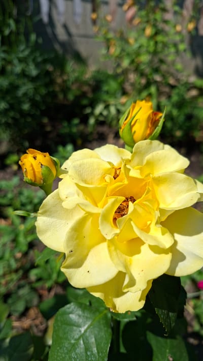 This is a close-up, horizontal, eye-level shot of a bright yellow rose in bloom. The rose is the central subject, with its layered petals unfurling in the sunlight. Two rosebuds, also yellow, are visible to the left of the main bloom. One bud is slightly more open than the other, revealing hints of its color.
The background is softly blurred, showing a mix of green foliage and darker soil. There are also some fallen, dried leaves scattered on the ground, suggesting an outdoor setting in a garden or park. The lighting indicates it is daytime, with the sun casting bright highlights on the rose petals and creating shadows. The overall mood is serene and natural, capturing the beauty of a blooming flower.
There is no visible text in the image. The location context provided is Bălășești, Moldova.