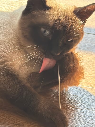 A Siamese cat with blue eyes is grooming its paw on a wooden floor, illuminated by natural light casting a warm glow. The cat's tongue is extended, actively cleaning its fur, and a thin white cord is visible near its paw. The background consists of a light-colored wooden surface with visible grain patterns. The scene is devoid of human presence and is not specifically located within the city of Kerro, Russia, but rather in a domestic indoor setting.