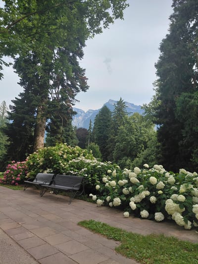 The image depicts a serene park scene in Levico Terme, Italy, likely during the summer months, with a backdrop of majestic mountains under a cloudy sky. In the foreground, a paved walkway, constructed with rectangular stone tiles, leads the eye towards two dark, ornate park benches. These benches are positioned adjacent to a vibrant display of blooming hydrangeas, with clusters of white and pink flowers creating a lush border.

Behind the flowers, a variety of trees dominate the landscape. A large, mature tree with a rough, textured trunk stands prominently on the left, its branches reaching upwards and sheltering the scene. Further back, a dense collection of evergreen trees, including tall, conical conifers and fuller, rounded trees, forms a verdant backdrop. The distant mountains, shrouded in a soft haze, suggest a majestic and tranquil natural environment surrounding the park. The overall impression is one of natural beauty and peaceful repose.