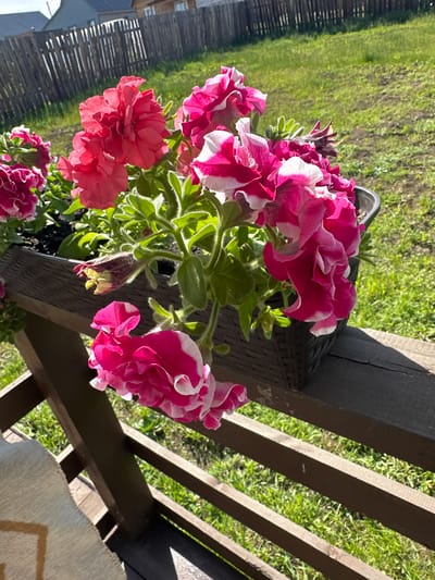This image, captured in Kuda, Russia, presents a close-up outdoor scene dominated by a dark brown, textured rectangular planter box filled with vibrant Petunia flowers. The flowers are a mix of deep pink and bicolored pink and white varieties, characterized by ruffled petals and abundant green foliage, including one visible unopened bud. The planter rests on a dark brown wooden railing. In the middle ground, a rustic wooden slatted fence extends horizontally, separating a sunlit expanse of green grass from two partially visible distant houses with dark roofs. A bright, clear sky occupies the upper portion. Strong daylight casts distinct shadows. A light-colored, patterned fabric is partially visible on a surface in the lower-left foreground.