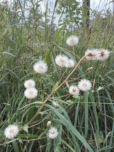 This is a close-up, vertically oriented, eye-level shot of several fluffy white seed heads of a plant, likely dandelions or a similar species, growing among tall green grasses and other vegetation in a field. The seed heads are in various stages of development, some appearing more mature and feathery than others. The background consists of more greenery and a blurred hint of a fence line and possibly some sky in the upper left. The scene appears to be outdoors in a natural setting, likely a meadow or grassy area. There is no activity taking place; the image is a still life of the plants. The lighting suggests it could be daytime, possibly late afternoon or early morning given the softness of the light on the seed heads. The location context is Upeslejas, Latvia. There is no visible text in the image.