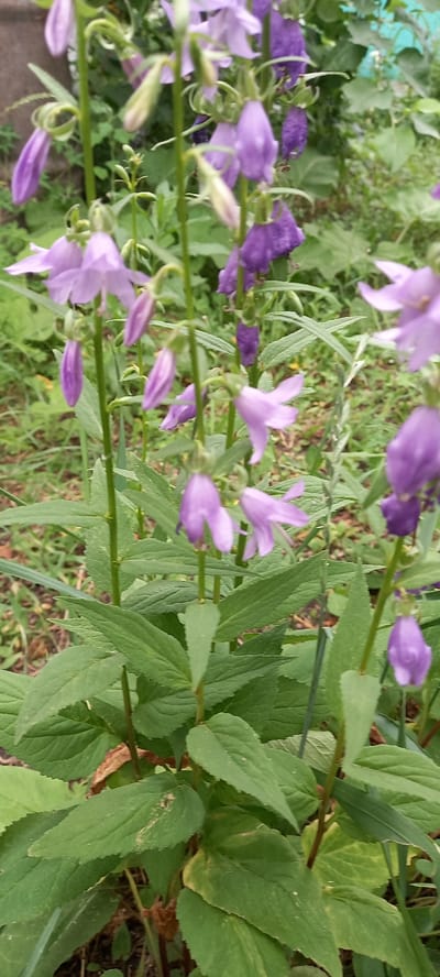 The image displays a close-up view of campanula flowers, commonly known as bellflowers, in a garden setting. The flowers are a vibrant shade of purple and are arranged along tall green stems. The leaves are large and serrated, typical of the campanula plant. The background is a blur of green foliage and some hints of other plants, suggesting a natural outdoor environment. The lighting appears to be natural daylight, with some shadows indicating an overcast or partially shaded scene. There are no people or animals visible in the image. The overall impression is one of lush, blooming flora in a garden. It is not possible to determine the exact location within Тоқушы ауылдық округі, Kazakhstan from the image alone.