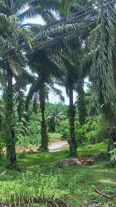 The image depicts a row of palm trees along a narrow waterway, likely in a rural area. The trees are tall and lush, with dense foliage overhead and green vegetation covering the ground. Power lines are visible in the upper left corner, suggesting proximity to infrastructure. The waterway is a light brown color, reflecting the sky. This image is similar to Na Nuea, Thailand because there are a lot of palm trees, a lot of waterways, and it has a rural vibe.