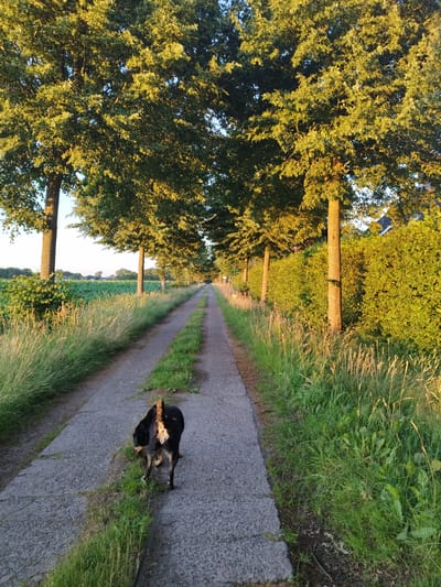 A dog with black and tan fur walks away from the camera on a paved path lined with tall trees and green vegetation. The path stretches into the distance, disappearing between the trees. The sun is low in the sky, casting a warm glow on the scene, suggesting it is either early morning or late afternoon. The environment appears to be rural, possibly on the outskirts of Schiffdorf, Germany, characterized by the presence of trees, fields, and a generally undeveloped landscape. The dog's tail is up, and it appears to be sniffing the ground. No other people or animals are visible in the image.