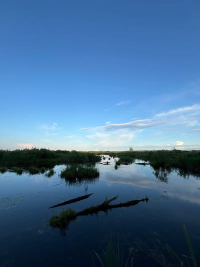 The image shows a wide, still body of water, possibly a marsh or slow-moving river, reflecting a bright blue sky with scattered white clouds. Lush green vegetation, including reeds and bushes, lines the banks and emerges from the water in small islands. Several fallen logs, partially submerged, are visible, with some supporting small patches of greenery. The scene is serene and appears to be set in a natural, undeveloped area. Without further context or visual cues, it is not possible to definitively place this scene within the city of Нагорный, Russia.