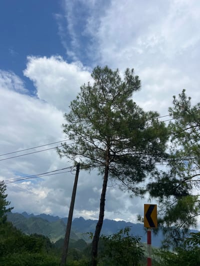 The image captures a scenic view of rolling, tree-covered mountains under a cloudy sky. In the foreground, tall pine trees with sparse foliage are visible, with power lines strung between poles. A yellow and black chevron road sign indicating a curve to the left is also present, mounted on a red and white striped pole. The lower portion of the image is filled with dense green foliage. The scene appears to be located along a road in Quản Bạ Commune, Vietnam, known for its dramatic karst landscapes. There are no people or animals depicted in the image.