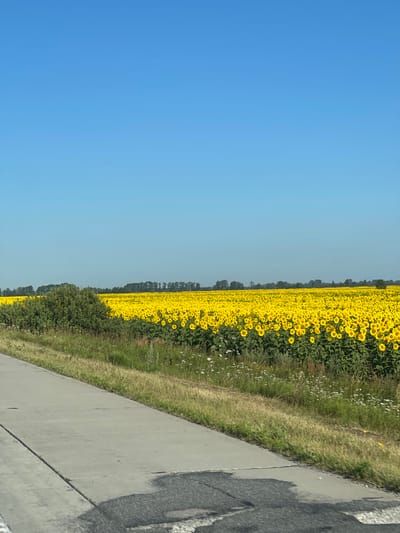 In Yosypivka, Ukraine, a vast field of sunflowers stretches towards a line of trees under a clear blue sky. The sunflowers are in full bloom, their yellow petals facing upward, creating a vibrant carpet of color. In the foreground, a paved path runs alongside a grassy verge dotted with small white flowers. A large green bush is situated on the left side of the frame, separating the path from the sunflower field. The scene is tranquil and bathed in sunlight, suggesting a warm summer day. There are no people or animals visible in the image, and no discernible actions are taking place. The environment is rural, characterized by agricultural land and natural vegetation.