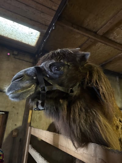 A dark brown, shaggy-coated camel is depicted in a three-quarter profile, with its head and upper neck occupying the central and right portions of the frame. The camel wears a dark bridle or halter encompassing its snout and head. Its left eye is visible, appearing dark and reflective. The camel's head is elevated, positioned above a light-colored wooden fence, the top rail of which spans horizontally across the lower image area. The setting is an indoor enclosure in Crokhovo, Russia. To the left of the camel, a light brown, possibly concrete or plaster, wall is visible, with a wooden door frame partially apparent in the lower left corner. The ceiling is constructed from exposed wooden planks and beams. A rectangular skylight or window is present in the upper left corner, admitting diffuse light. A small, magenta circular light or indicator is affixed to the upper left wall. Several thin, light-colored strands or wires hang from the ceiling beams.