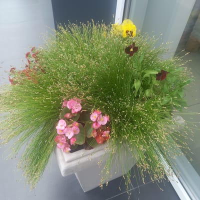 The image shows a planter filled with a dense arrangement of green grass-like plants with seed heads. Interspersed within the foliage are several flowers: pink begonias, yellow pansies, and dark burgundy pansies. The planter is a light gray, square, concrete pot. The background is out of focus, but appears to be an outdoor setting with a building facade featuring dark and light gray panels and a white vertical element, possibly a door or window frame. The ground beneath the planter is dark gray tiling. The scene is likely located in Briceni, Moldova, given the provided context, and depicts a decorative plant arrangement outside a building. No people are visible in the image.