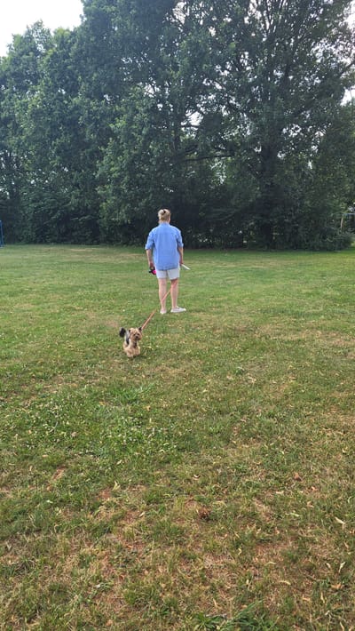 A woman is walking a small, fluffy dog on a leash in a grassy park. The woman is wearing a blue and white striped shirt and light-colored shorts. The dog is brown and white and appears to be a terrier mix. They are walking on a well-maintained lawn with trees in the background. The sun is shining, suggesting it's a pleasant day. The overall scene is peaceful and idyllic.