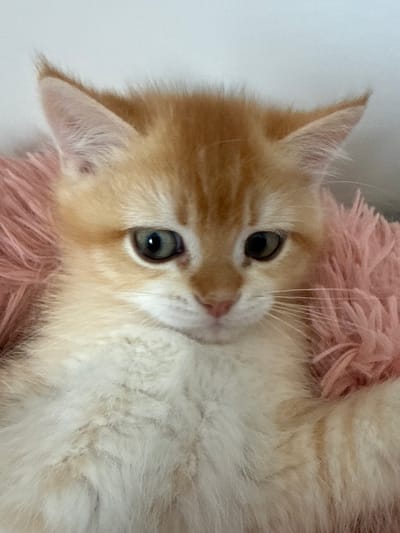 This is a close-up, vertical-orientation photograph of a young, ginger and white kitten lying on a fluffy pink blanket. The kitten's head is turned towards the camera, with one ear clearly visible and the other partially obscured by the blanket. Its large, round eyes, one green and the other darker, are looking slightly off-camera, giving it a curious expression. The kitten has prominent whiskers and a small pink nose. The fluffy texture of the blanket contrasts with the kitten's soft fur. The lighting appears to be artificial, suggesting the photo was taken indoors. There is no visible text in the image. The scene evokes a sense of cuteness and comfort. The location context provided is Dagonovo, Bulgaria, but this information is not visually discernible from the image itself.