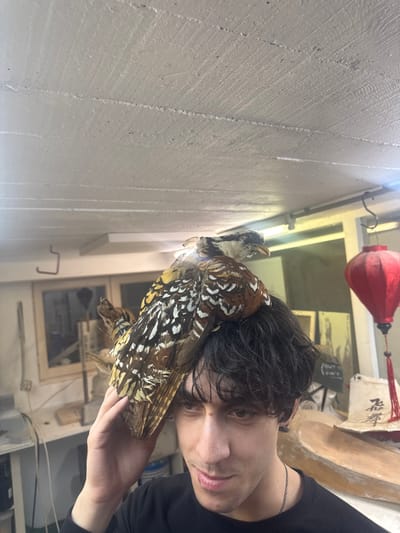 An indoor scene in Romainville, France, depicts a young adult male with dark, wavy hair and a black t-shirt, looking forward with a slight smirk. A taxidermied bird, possibly a pheasant, with speckled brown, white, and black plumage, rests on his head, facing towards the viewer's left. The man's right hand is raised to his temple, touching his hair near the bird's base. The environment appears to be a workshop or studio. The ceiling is white and textured. In the background to the left, a wooden-framed window, a workbench with various items including a white bucket, and a mounted animal head (possibly a deer) are visible. To the right background, a red hanging lantern with a tassel, a white fabric object with black calligraphy, and a large, light-colored wooden object resembling a boat hull or tray are present.