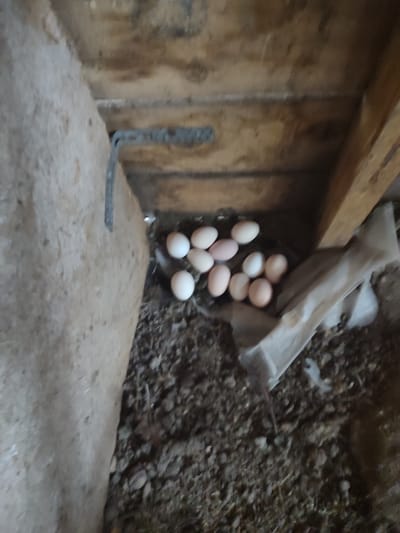 In the city of Chuy, Kyrgyzstan, an indoor scene depicts a nest containing several eggs. The nest is constructed from hay and located within a wooden structure, possibly a coop or shed. A rough, textured material, possibly concrete or dried mud, forms the left boundary of the nest area. Above the nest, wooden planks form a ceiling or wall. A small, metal bracket is attached to the wooden planks to the left of the nest. The eggs are of varying sizes and shades of white and light brown. Some eggs are clustered together, while others are more spread out. A piece of white fabric is draped near the nest, partially obscuring the ground which is covered in dirt and debris.