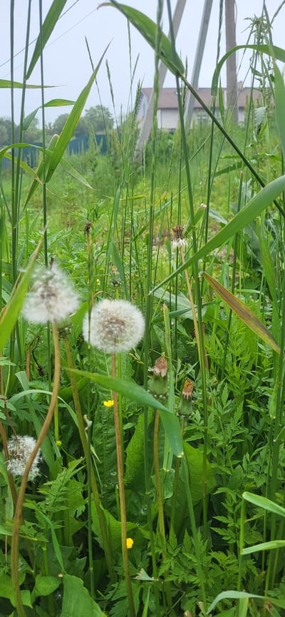 The image depicts a close-up view of dandelions in various stages of development, surrounded by lush green grass and foliage. In the background, a house with a brown roof is visible, partially obscured by the vegetation and utility poles. The scene appears to be set in a natural or semi-natural environment within the city of Slavyanka, Russia. There are no people or animals present in the image. The lighting suggests an overcast or early morning/late afternoon setting.