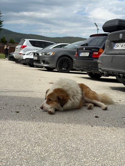 This image captures an outdoor scene, likely a parking area, in Цигов чарк, Bulgaria.
In the foreground, a medium-to-large sized dog with white and reddish-brown fur lies prone on a light grey, pebbled asphalt surface. Its head is resting on its front paws, and its eyes are open, looking towards the left.
Behind the dog, a line of cars is parked. From left to right: a partially visible dark car; a silver Toyota RAV4 SUV; a white car, possibly a sedan, partially obscured; a grey Mitsubishi Lancer sedan displaying Bulgarian license plate "C 2085 BE"; a black BMW 3 Series (E46) Touring (wagon) with "330xd" badging, displaying Bulgarian license plate "PB 2565 HT"; and the rear of a dark-colored BMW SUV (possibly an X5 or similar) equipped with a black roof cargo box, displaying Bulgarian license plate "B 841M8".
On the far left, a person, appearing female and dressed in dark athletic wear (black top, black leggings, white sneakers), stands with her back mostly to the camera. She holds a dark object, likely a smartphone, up to eye level, suggesting she is photographing or recording.
The background features a low wooden fence behind the leftmost vehicles, followed by a dense, forested mountain range under a cloudy, overcast sky. A tall, thin pole-like structure is visible near the center-right background.