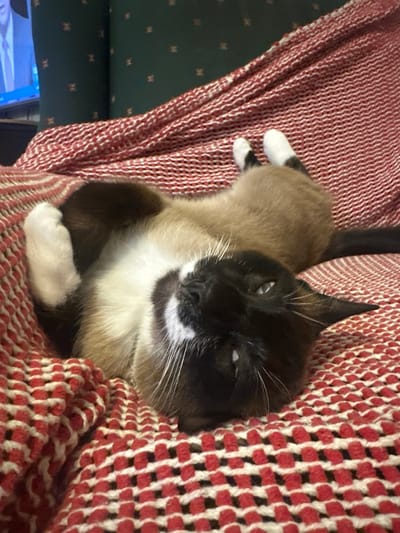 A Siamese cat with black points and white fur is lying on its back on a red and white knitted blanket. The cat's eyes are partially closed, and its ears are perked. Its front paws are tucked in close to its body. The background is a blurred green upholstered chair and a portion of a television screen displaying a man in a suit. The scene is indoors, and no specific location in Thora, Australia, can be determined from the image.