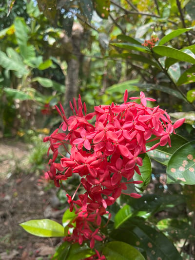 A cluster of red Ixora flowers is in full bloom, dominating the foreground of the image. The flowers are comprised of numerous small, four-petaled blooms. Lush green foliage surrounds the flowers, including several leaves with light brown spotting. A bokeh effect is visible in the background, indicating a shallow depth of field. The general setting appears to be a tropical or subtropical garden. The location is Pulo, Indonesia.